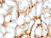 IHC staining of FFPE human kidney with FABP1 antibody. HIER: boil tissue sections in pH 9 10mM Tris with 1mM EDTA for 20 min and allow to cool before testing.