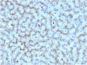 IHC staining of FFPE human liver with Apolipoprotein D antibody. HIER: boil tissue sections in pH 9 10mM Tris with 1mM EDTA for 20 min and allow to cool before testing.