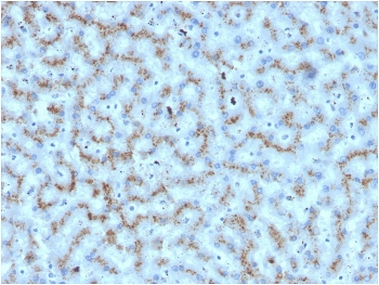IHC staining of FFPE human liver with Apolipoprotein D antibody. HIER: boil tissue sections in pH 9 10mM Tris with 1mM EDTA for 20 min and allow to cool before testing.