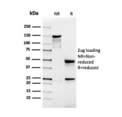SDS-PAGE analysis of purified, BSA-free recombinant Podocalyxin antibody (clone rPODXL/2184) as confirmation of integrity and purity.