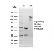 SDS-PAGE analysis of purified, BSA-free TPO antibody as confirmation of integrity and purity.