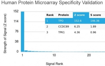 Analysis of HuProt(TM) microarray containing more than 19,000 full-length human proteins using TPO antibody. These results demonstrate the foremost specificity of the TPO/3697 mAb. Z- and S- score: The Z-score represents the strength of a signal that an antibody (in combination with a fluorescently-tagged anti-IgG secondary Ab) produces when binding to a particular protein on the HuProt(TM) array. Z-scores are described in units of standard deviations (SD's) above the mean value of all signals generated on that array. If the targets on the HuProt(TM) are arranged in descending order of the Z-score, the S-score is the difference (also in units of SD's) between the Z-scores. The S-score therefore represents the relative target specificity of an Ab to its intended target.
