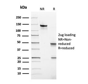 SDS-PAGE analysis of purified, BSA-free TPO antibody as confirmation of integrity and purity.