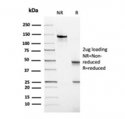 SDS-PAGE analysis of purified, BSA-free TPO antibody as confirmation of integrity and purity.