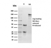 SDS-PAGE analysis of purified, BSA-free TPO antibody as confirmation of integrity and purity.