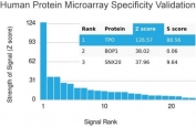 Analysis of HuProt(TM) microarray containing more than 19,000 full-length human proteins using TPO antibody. These results demonstrate the foremost specificity of the TPO/3698 mAb. Z- and S- score: The Z-score represents the strength of a signal that an antibody (in combination with a fluorescently-tagged anti-IgG secondary Ab) produces when binding to a particular protein on the HuProt(TM) array. Z-scores are described in units of standard deviations (SD's) above the mean value of all signals generated on that array. If the targets on the HuProt(TM) are arranged in descending order of the Z-score, the S-score is the difference (also in units of SD's) between the Z-scores. The S-score therefore represents the relative target specificity of an Ab to its intended target.