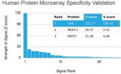 Analysis of HuProt(TM) microarray containing more than 19,000 full-length human proteins using Carbonic Anhydrase IX antibody. These results demonstrate the foremost specificity of the CA9/3407 mAb. Z- and S- score: The Z-score represents the strength of a signal that an antibody (in combination with a fluorescently-tagged anti-IgG secondary Ab) produces when binding to a particular protein on the HuProt(TM) array. Z-scores are described in units of standard deviations (SD's) above the mean value of all signals generated on that array. If the targets on the HuProt(TM) are arranged in descending order of the Z-score, the S-score is the difference (also in units of SD's) between the Z-scores. The S-score therefore represents the relative target specificity of an Ab to its intended target.