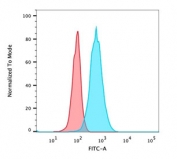 Flow cytometry testing of PFA-fixed human HeLa cells with Endoglin antibody (clone ENG/1621); Red=isotype control, Blue= Endoglin antibody.