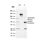 SDS-PAGE analysis of purified, BSA-free recombinant PD-L1 antibody (clone rPDL1/4772) as confirmation of integrity and purity.