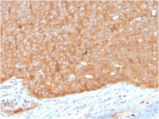 IHC staining of FFPE human pancreas with HSP90AB1 antibody. HIER: boil tissue sections in pH 9 10mM Tris with 1mM EDTA for 20 min and allow to cool before testing.