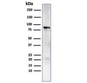 Western blot testing of human MCF7 cell lysate with HSP90AB1 antibody. Expected molecular weight: 84-90 kDa.
