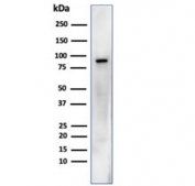 Western blot testing of human MCF7 cell lysate with HSP90AB1 antibody. Expected molecular weight: 84-90 kDa.