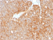 IHC staining of FFPE human pancreas with HSP90AB1 antibody. HIER: boil tissue sections in pH 9 10mM Tris with 1mM EDTA for 20 min and allow to cool before testing.