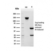 SDS-PAGE analysis of purified, BSA-free HSP90AB1 antibody as confirmation of integrity and purity.