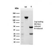 SDS-PAGE analysis of purified, BSA-free HSP90AB1 antibody as confirmation of integrity and purity.