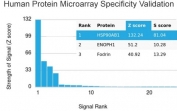 Analysis of HuProt(TM) microarray containing more than 19,000 full-length human proteins using HSP90AB1 antibody. These results demonstrate the foremost specificity of the HSP90AB1/3953 mAb. Z- and S- score: The Z-score represents the strength of a signal that an antibody (in combination with a fluorescently-tagged anti-IgG secondary Ab) produces when binding to a particular protein on the HuProt(TM) array. Z-scores are described in units of standard deviations (SD's) above the mean value of all signals generated on that array. If the targets on the HuProt(TM) are arranged in descending order of the Z-score, the S-score is the difference (also in units of SD's) between the Z-scores. The S-score therefore represents the relative target specificity of an Ab to its intended target.