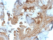 IHC staining of FFPE human prostate with HSP90AB1 antibody. HIER: boil tissue sections in pH 9 10mM Tris with 1mM EDTA for 20 min and allow to cool before testing.