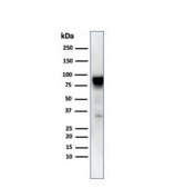 Western blot testing of human MCF7 cell lysate with HSP90AB1 antibody. Expected molecular weight: 84-90 kDa.