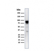 Western blot testing of human MCF7 cell lysate with HSP90AB1 antibody. Expected molecular weight: 84-90 kDa.