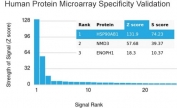 Analysis of HuProt(TM) microarray containing more than 19,000 full-length human proteins using HSP90AB1 antibody. These results demonstrate the foremost specificity of the HSP90AB1/3954 mAb. Z- and S- score: The Z-score represents the strength of a signal that an antibody (in combination with a fluorescently-tagged anti-IgG secondary Ab) produces when binding to a particular protein on the HuProt(TM) array. Z-scores are described in units of standard deviations (SD's) above the mean value of all signals generated on that array. If the targets on the HuProt(TM) are arranged in descending order of the Z-score, the S-score is the difference (also in units of SD's) between the Z-scores. The S-score therefore represents the relative target specificity of an Ab to its intended target.