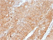 IHC staining of FFPE human pancreas with HSP90AB1 antibody. HIER: boil tissue sections in pH 9 10mM Tris with 1mM EDTA for 20 min and allow to cool before testing.