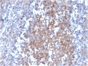 IHC staining of FFPE human tonsil with Fas Ligand antibody (clone FASLG/4455). HIER: boil tissue sections in pH 9 10mM Tris with 1mM EDTA for 20 min and allow to cool before testing.