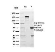 SDS-PAGE analysis of purified, BSA-free CD10 antibody (clone MME/3739) as confirmation of integrity and purity.