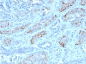 IHC staining of FFPE human kidney with CD10 antibody (clone MME/4232). HIER: boil tissue sections in pH 9 10mM Tris with 1mM EDTA for 20 min and allow to cool before testing.