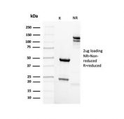 SDS-PAGE analysis of purified, BSA-free recombinant Mammaglobin antibody (clone rMGB/4299) as confirmation of integrity and purity.