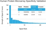 Analysis of HuProt(TM) microarray containing more than 19,000 full-length human proteins using Superoxide Dismutase 1 antibody. These results demonstrate the foremost specificity of the SOD1/4330 mAb. Z- and S- score: The Z-score represents the strength of a signal that an antibody (in combination with a fluorescently-tagged anti-IgG secondary Ab) produces when binding to a particular protein on the HuProt(TM) array. Z-scores are described in units of standard deviations (SD's) above the mean value of all signals generated on that array. If the targets on the HuProt(TM) are arranged in descending order of the Z-score, the S-score is the difference (also in units of SD's) between the Z-scores. The S-score therefore represents the relative target specificity of an Ab to its intended target.