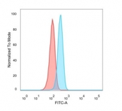 Flow cytometry testing of PFA-fixed human MCF7 cells with SOD1 antibody; Red=isotype control, Blue= SOD1 antibody.