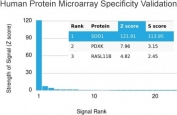 Analysis of HuProt(TM) microarray containing more than 19,000 full-length human proteins using SOD1 antibody. These results demonstrate the foremost specificity of the SOD1/4331 mAb. Z- and S- score: The Z-score represents the strength of a signal that an antibody (in combination with a fluorescently-tagged anti-IgG secondary Ab) produces when binding to a particular protein on the HuProt(TM) array. Z-scores are described in units of standard deviations (SD's) above the mean value of all signals generated on that array. If the targets on the HuProt(TM) are arranged in descending order of the Z-score, the S-score is the difference (also in units of SD's) between the Z-scores. The S-score therefore represents the relative target specificity of an Ab to its intended target.