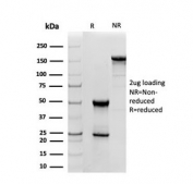 SDS-PAGE analysis of purified, BSA-free SOD1 antibody as confirmation of integrity and purity.
