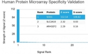 Analysis of HuProt(TM) microarray containing more than 19,000 full-length human proteins using SOD1 antibody. These results demonstrate the foremost specificity of the SOD1/3925 mAb. Z- and S- score: The Z-score represents the strength of a signal that an antibody (in combination with a fluorescently-tagged anti-IgG secondary Ab) produces when binding to a particular protein on the HuProt(TM) array. Z-scores are described in units of standard deviations (SD's) above the mean value of all signals generated on that array. If the targets on the HuProt(TM) are arranged in descending order of the Z-score, the S-score is the difference (also in units of SD's) between the Z-scores. The S-score therefore represents the relative target specificity of an Ab to its intended target.