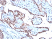 IHC staining of FFPE human placenta with SOD1 antibody. HIER: boil tissue sections in pH 9 10mM Tris with 1mM EDTA for 20 min and allow to cool before testing.