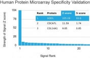 Analysis of HuProt(TM) microarray containing more than 19,000 full-length human proteins using SOD1 antibody. These results demonstrate the foremost specificity of the SOD1/3926 mAb. Z- and S- score: The Z-score represents the strength of a signal that an antibody (in combination with a fluorescently-tagged anti-IgG secondary Ab) produces when binding to a particular protein on the HuProt(TM) array. Z-scores are described in units of standard deviations (SD's) above the mean value of all signals generated on that array. If the targets on the HuProt(TM) are arranged in descending order of the Z-score, the S-score is the difference (also in units of SD's) between the Z-scores. The S-score therefore represents the relative target specificity of an Ab to its intended target.