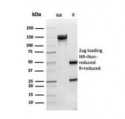 SDS-PAGE analysis of purified, BSA-free SOD1 antibody as confirmation of integrity and purity.