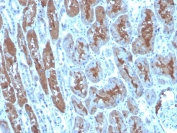 IHC staining of FFPE human kidney with SOD1 antibody. HIER: boil tissue sections in pH 9 10mM Tris with 1mM EDTA for 20 min and allow to cool before testing.