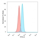 Flow cytometry testing of PFA-fixed human MCF7 cells with SOD1 antibody; Red=isotype control, Blue= SOD1 antibody.