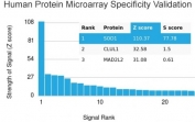 Analysis of HuProt(TM) microarray containing more than 19,000 full-length human proteins using SOD1 antibody. These results demonstrate the foremost specificity of the SOD1/4248 mAb. Z- and S- score: The Z-score represents the strength of a signal that an antibody (in combination with a fluorescently-tagged anti-IgG secondary Ab) produces when binding to a particular protein on the HuProt(TM) array. Z-scores are described in units of standard deviations (SD's) above the mean value of all signals generated on that array. If the targets on the HuProt(TM) are arranged in descending order of the Z-score, the S-score is the difference (also in units of SD's) between the Z-scores. The S-score therefore represents the relative target specificity of an Ab to its intended target.