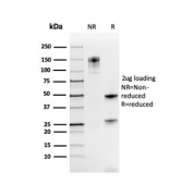 SDS-PAGE analysis of purified, BSA-free recombinant PAX8 antibody as confirmation of integrity and purity.