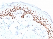 IHC staining of FFPE human skin with deltaNp63 antibody (clone ZR8). HIER: boil tissue sections in pH 9 10mM Tris with 1mM EDTA for 20 min and allow to cool before testing.
