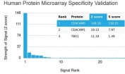 Analysis of HuProt(TM) microarray containing more than 19,000 full-length human proteins using CEA antibody (clone C66/4098). These results demonstrate the foremost specificity of the C66/4098 mAb. Z- and S- score: The Z-score represents the strength of a signal that an antibody (in combination with a fluorescently-tagged anti-IgG secondary Ab) produces when binding to a particular protein on the HuProt(TM) array. Z-scores are described in units of standard deviations (SD's) above the mean value of all signals generated on that array. If the targets on the HuProt(TM) are arranged in descending order of the Z-score, the S-score is the difference (also in units of SD's) between the Z-scores. The S-score therefore represents the relative target specificity of an Ab to its intended target.