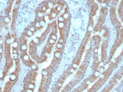 IHC staining of FFPE human small intestine with CEA antibody (clone C66/4098). HIER: boil tissue sections in pH 9 10mM Tris with 1mM EDTA for 20 min and allow to cool before testing.