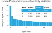 Analysis of HuProt(TM) microarray containing more than 19,000 full-length human proteins using HER2 antibody. These results demonstrate the foremost specificity of the ERBB2/4439R mAb. Z- and S- score: The Z-score represents the strength of a signal that an antibody (in combination with a fluorescently-tagged anti-IgG secondary Ab) produces when binding to a particular protein on the HuProt(TM) array. Z-scores are described in units of standard deviations (SD's) above the mean value of all signals generated on that array. If the targets on the HuProt(TM) are arranged in descending order of the Z-score, the S-score is the difference (also in units of SD's) between the Z-scores. The S-score therefore represents the relative target specificity of an Ab to its intended target.
