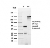 SDS-PAGE analysis of purified, BSA-free recombinant Annexin A1 antibody (clone rANXA1/4310) as confirmation of integrity and purity.