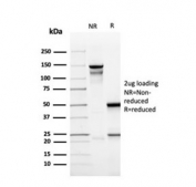 SDS-PAGE analysis of purified, BSA-free recombinant CD137 antibody (clone r4-1BB/4603) as confirmation of integrity and purity.