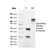 SDS-PAGE analysis of purified, BSA-free recombinant PAX5 antibody as confirmation of integrity and purity.