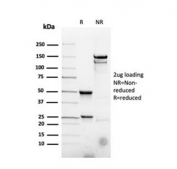 SDS-PAGE analysis of purified, BSA-free recombinant CD22 antibody (clone rBLCAM/4108) as confirmation of integrity and purity.