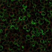 Immunofluorescent staining of PFA-fixed human Raji cells with recombinant dsDNA antibody (clone rDSD/4565, green) and Phalloidin (red).